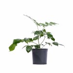 Radermachera China Doll Plant – 45 cm Height POT-14CM