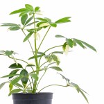 Schefflera Gold Compacta Umbrella Plant – 40 cm Height POT-14CM - Image 2