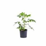 Schefflera Gold Compacta Umbrella Plant – 40 cm Height POT-14CM - Image 3