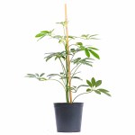 Schefflera Mix Umbrella Plant – 55 cm Height POT-18CM