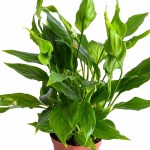 Spathiphyllum Sweet Chico Peace Lily – 55 cm Height - Image 3