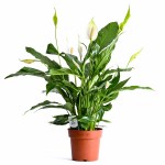 Spathiphyllum Sweet Chico Peace Lily – 55 cm Height