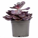 Mixed Succulent Plant – 6 Varieties, 25 cm Height