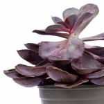 Mixed Succulent Plant – 6 Varieties, 25 cm Height - Image 2