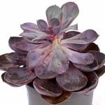 Mixed Succulent Plant – 6 Varieties, 25 cm Height - Image 3
