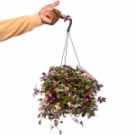 Tradescantia Fluminensis Quadricolor – 35 cm Height