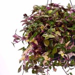 Tradescantia Fluminensis Quadricolor – 35 cm Height - Image 2