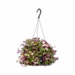 Tradescantia Fluminensis Quadricolor – 35 cm Height - Image 3