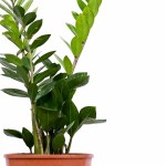 Zamioculcas Zamiifolia Black Raven ZZ Plant - Image 2