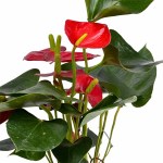 Anthurium Red Champion Flamingo Flower – 50 cm Height - Image 2