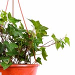 Hedera Ivy Hanging Plant – 50 cm - Image 3